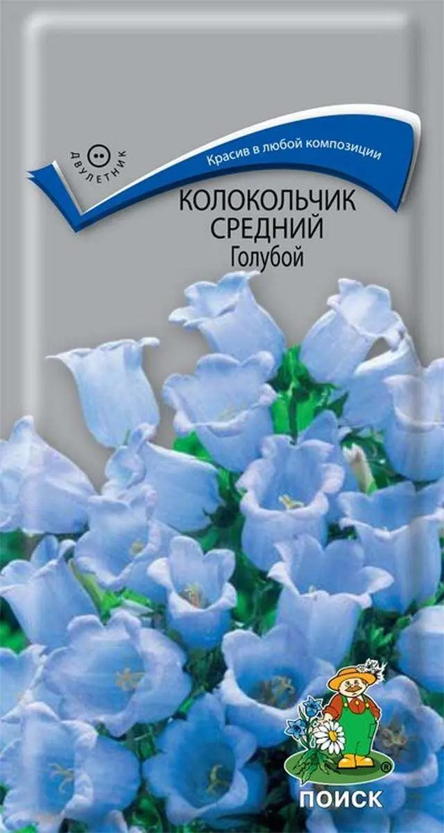 Ищу колокольчик. Колокольчик Кампанула семена. Колокольчик средний голубой. Колокольчик средний семена.