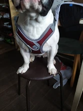 Arnés tipo chaleco sin tirones para perro, correa reflectante para perro pequeño y collar para terrier schnauzer Gato, suministros de entrenamiento para caminar, chihuahua