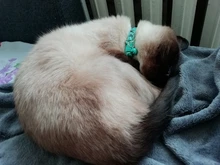 Collar con estampado de camuflaje para gatos y cachorros correa ajustable con hebilla de nailon, accesorios para el cuello