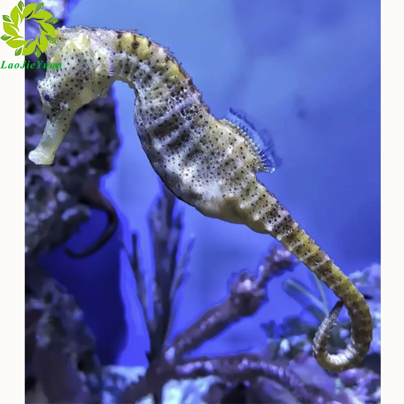 5D алмазная вышивка морской лошадью крестиком живопись рукоделие домашний декор подарки|Алмазная мозаика| |