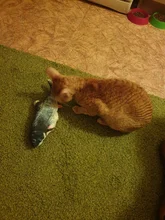 Muñeco eléctrico de peluche con forma de pez en movimiento para niños, juguete interactivo con carga USB para mascotas