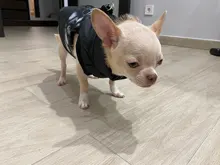 Coat Vest Jacket Puppy Outfit Pet-Dog Yorkie Warm Chihuahua Winter for Windproof Padded