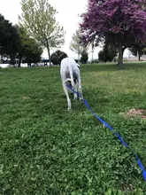 Correas de nailon para perros, correa de entrenamiento de Mascota para caminar, gatos, correa de plomo, 3 colores, 1,5 M, 1,8 M, 3M, 4,5 M, 6M, 10M