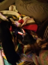 Panties Briefs Underwear Pet-Physiological-Pants Dog-Diaper Sanitary-Shorts Washable