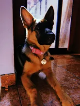 Gato personalizada etiqueta de perro-perro ID Tag MW002 artística fuente de doble cara grabado para la pequeña mascota mediana grande Collar de perro accesorios etiqueta