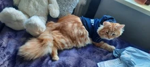Seguridad ropa para gato mascotas abrigos para gato chaqueta sudaderas con capucha para los gatos traje cálido ropa para mascotas ropa de conejo Animales Mascotas traje para perros 30