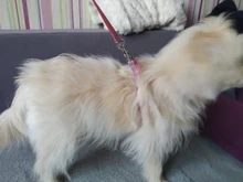 Arnés para perro o gato ajustable, reflectante, para gatos, exteriores, para perros pequeños, para caminar, Chihuahua, Terier