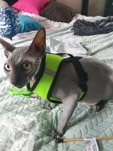 Cat-Harness Leash Mesh Bulldog Cats Small Dog Kitten Chihuahua French Breathable Nylon