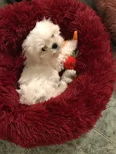 Cama extraíble para perros y gatos, cama redonda calmante para mascotas, cojín lavable, tumbona para perros y gatos pequeños y grandes