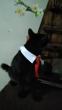 Pet Dog Cat Formal Necktie Tuxedo Bow Tie Black and Red Collar for Dog Cat Pet Accessories