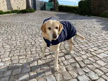 Impermeable para perro mascota impermeable perros grandes ropa de abrigo al aire libre chaqueta de lluvia reflectante Golden Retriever Labrador Husky gran poncho