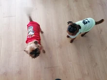 Ropa de verano para mascotas, Camiseta con estampado de flamenco para perro, chaleco para perros pequeños y medianos, accesorios para mascotas, chaleco para gatos, camisas, XS-2XL