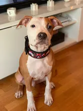 Dog-Collar Pitbull-Leash Dogs Reflective Puppy Big Small Adjustable with Buckle for Medium