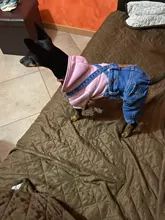 Jeans Clothing Jacket Coat Dog-Costume Puppy Dogs Small Denim Pet Medium for Chihuahua