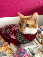 Gato sudadera de Reno para Gato caliente, ropa de invierno para gatos, Kedi traje, productos de ropa de catten para mascotas, animales, gatos, traje