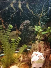 Diffuser Aquarium Bubble-Wall Air-Stone Fish-Tank Aeration-Tube Oxygen-Pump And Without