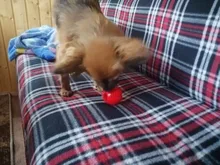 Bola de juguete interactiva para perro, Bola de goma natural con fugas, Limpieza de dientes, 5cm/7cm/11cm, nueva mascota de sandía