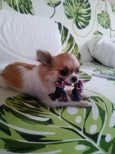 Toy Pet-Supplies Puppy Chew Durable Bone Funny-Tool Pets Dogs Cotton 1pcs Rope-15cm Braided