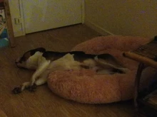 Saco de dormir en invierno para mascotas, caseta de lecho de gatos y perros supersuave, saco de dormir largo y afelpado para cachorros, esterilla portátil, tamaño de 46/50/60cm