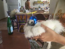 Pet-Helmet Pet-Carriers-Supplies Animal-Accessories Bird Chicken Hard-Protective-Hat