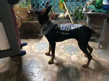 Pet-Dog-Clothes Clothing Walking-Harness Dogs Outdoor Waterproof Large Winter Medium