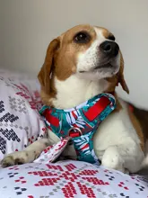 Collar Pet-Leash Reflective Truelove Dog In-Harness Walking-Training 11-Color Nylon Mesh