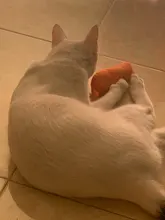 Cat Toy Catnip-Toys Claws Mint Grinding Pet-Kitten Interactive Plush Funny for Thumb-Bite-Cat