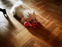 Toy Plush-Toy Training-Supplies Squeak Interact Sounding Soothing DOG Cartoon Dog-Molar-Tooth