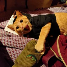 Cat Clothes Pet Cat Coats Jacket Hoodies For Cats Outfit Warm Pet Clothing Rabbit Animals