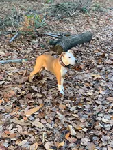 Dog-Collar Pitbull-Leash Dogs Reflective Puppy Big Small Adjustable with Buckle for Medium