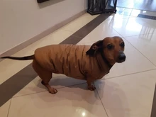 Abrigo de invierno para mascotas, ropa cálida para perros pequeños, abrigo de Navidad para perros grandes, chihuahua