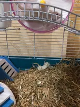 Oso dorado para mascotas, juguete deportivo para mascotas, jaula con ruedas, accesorios, disco de competición, rueda giratoria silenciosa para trotar, WJ901