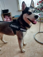 Sticker Harness Name-Tag Custom K9 Personalized Pet-Dog PU 2pcs Label