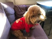 Sweater Clothing Velvet Winter Pet-Dog Cute Autumn Red Black Polyester Comfortable Warm