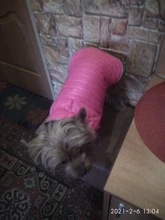 Dog-Down-Jacket French-Bulldog-Vest Pet-Chihuahua-Coat Dogs Reflective Reversible Winter