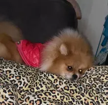 New Arrival Noble Pet Dogs Winter Vest Coat Fur Collar Russia Classic Dogs Clothing Soft