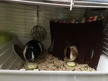 Pet-Tent Hammock Nest-Mat-House Hamster Hedgehog Guinea-Pig Small Hanging Pets Hideout