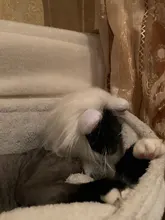 Disfraz de perro o gato Peluca de melena de León, gorro para gato, perro, ropa de Halloween y Navidad, vestido de lujo con orejas, ropa para mascotas