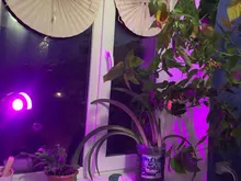 Bombilla Led para cultivo, lámpara de crecimiento hidropónica Phyto B22, E27, MR16 de espectro completo, UV de 220V, planta E14, plantones de flores Fitolamp GU10