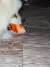 Pet-Dog-Toys Pets-Products Puppy-Cat Squeaky Drumstick Funny Small Dogs Bite-Resistant