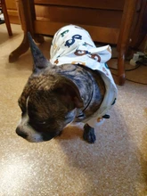 Clothing Bulldog-Clothes Corgi Raincoat Poodle Pug Bichon French Waterproof for Schnauzer