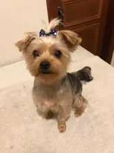 (100 unidades/lote), accesorios para el cuidado de mascotas, lazos de cabello con goma elástica hechos a mano para perros y gatos pequeños, 121 colores