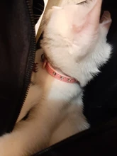 Necklaces-Accessories Collar Puppy-Products Chat Kitten Kota Small Traumdeutung for Pet-Dog