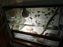 Vine Terrarium-Decoration Rest-Plants Reptile-Lizards Artificial Climb Chameleons Leaves