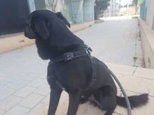 Adjustable Harness Pets-Accessories Dog-Vest Reflective-Dog Walk-Out Soft 