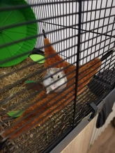 Hammock Hamster Plush/metal Tunnel-Toy Brown Green 1pcs Leaf Ropeway-Nest Keep-Net Soft