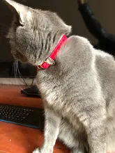 Collar de gato flocado para gatitos y mascotas, suministros