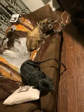 Vest Harnesses Pet-Training Dogs Military-Working Tactical Medium Nylon Durable for Large