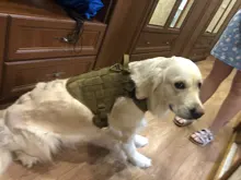 Dog-Harness Loop Dog-Molle-Vest Working Tactical with 2-Metal Buckle Hook Clip Handle