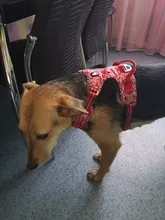 Truelove-arnés Floral sin tirones para mascotas, tela de algodón transpirable y reflectante, suave, para gatos y perros pequeños y medianos, para caminar y correr, TLH5655